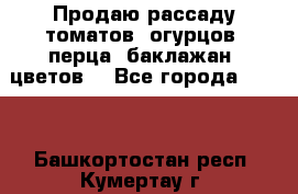 Продаю рассаду томатов, огурцов, перца, баклажан, цветов  - Все города  »    . Башкортостан респ.,Кумертау г.